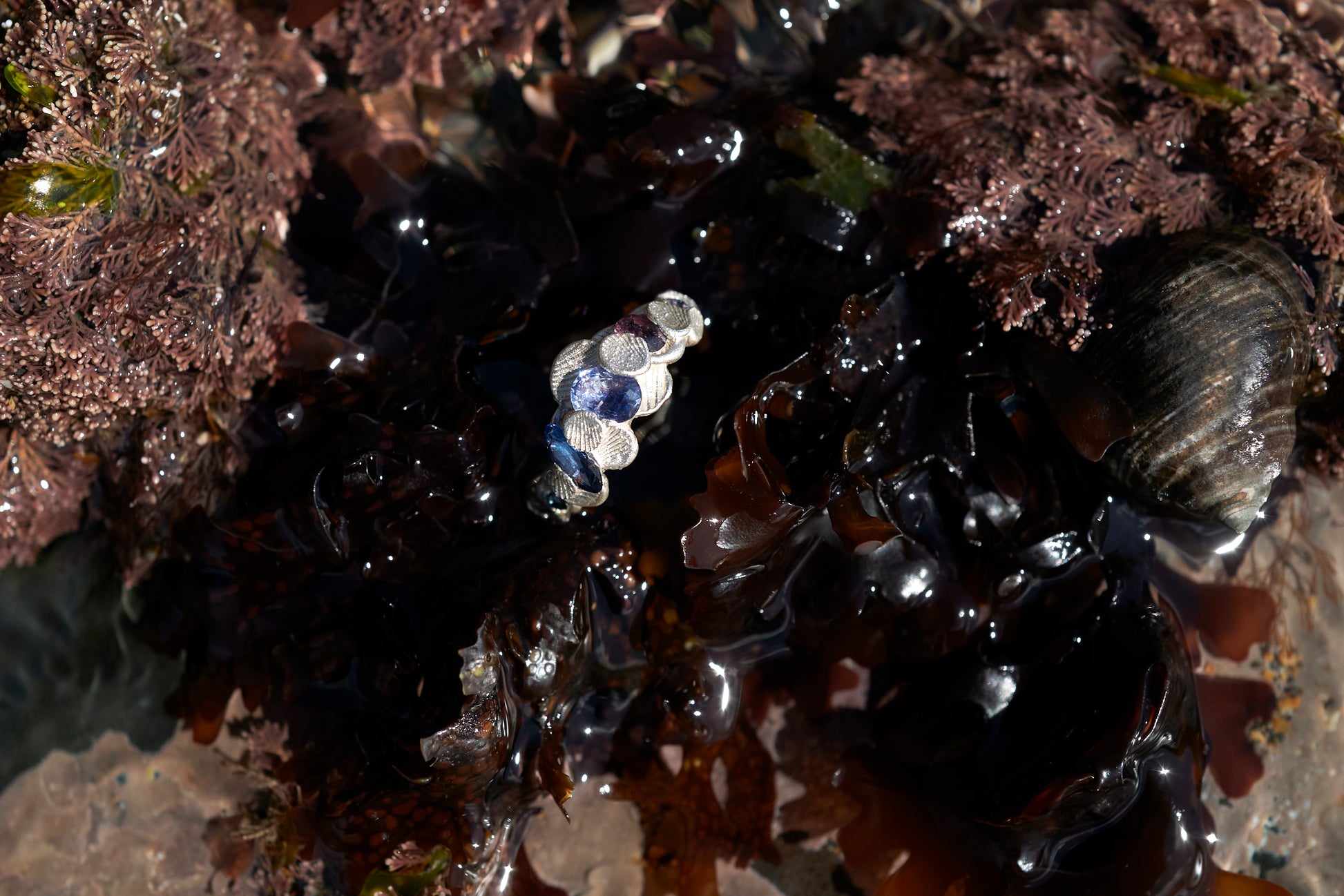 Shellscape Tidepool ring in recycled silver with blue sapphires and reddish brown sapphire photographed in a natural tide pool on the North Devon coast