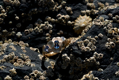 Shellscape Ring